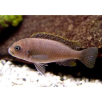 Cynotilapia Afra Cobue